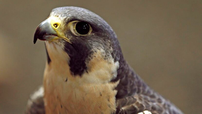 
Xena, a peregrine falcon, is one the center’s full-time education birds. 
