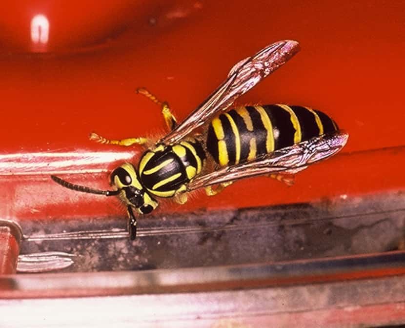 The Texas yellowjacket is an aggressive hornet that can hurt you. It's a good idea to hire...
