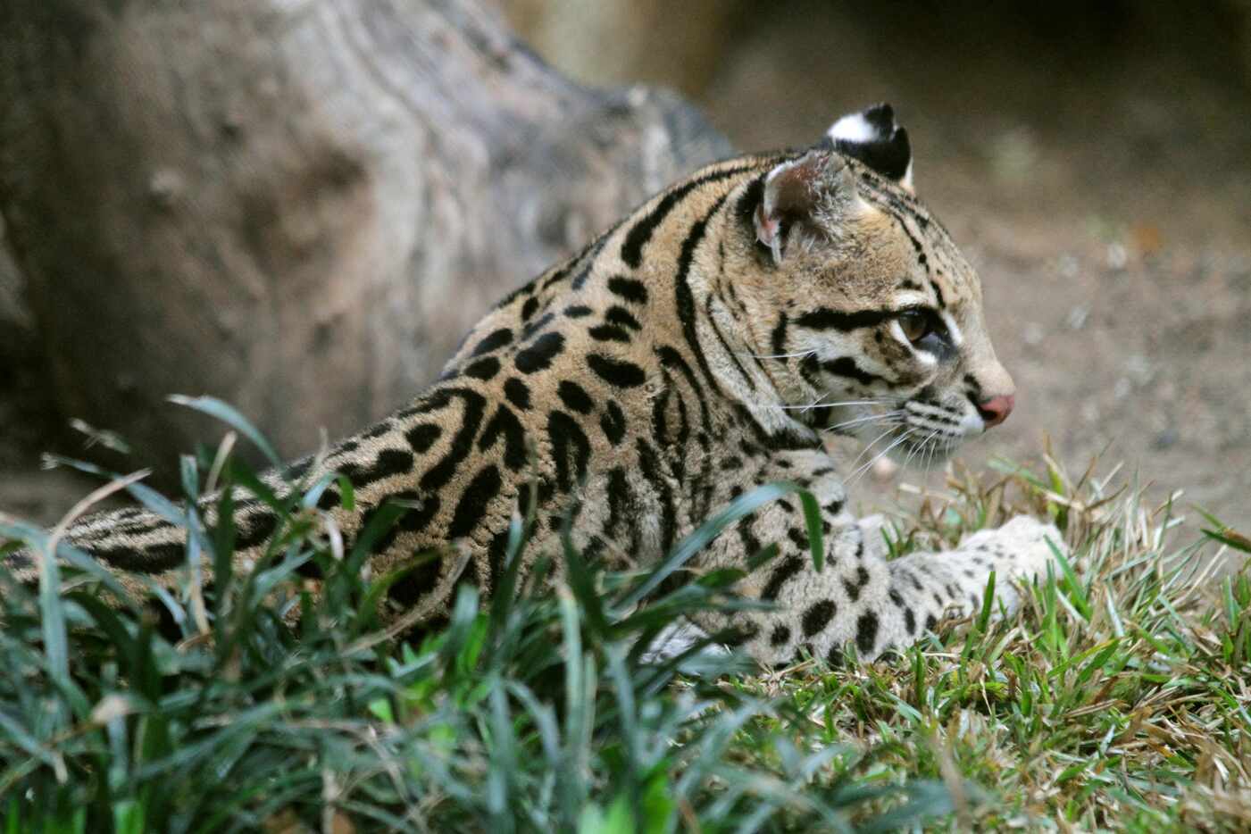 Milagre, a female ocelot, at the Dallas Zoo. The zoo will be closing its Cat Row exhibit in...