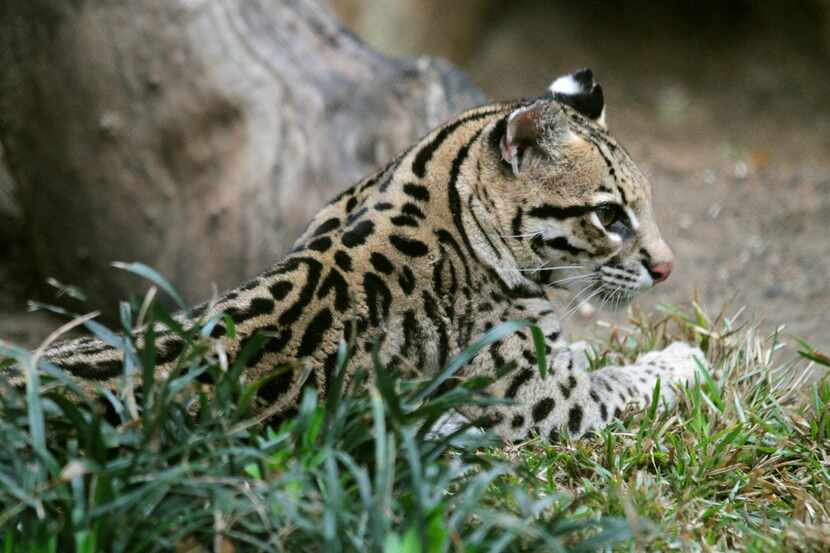 Ocelots, members of the cat family, are endangered in Texas due to habitat loss and hunting.