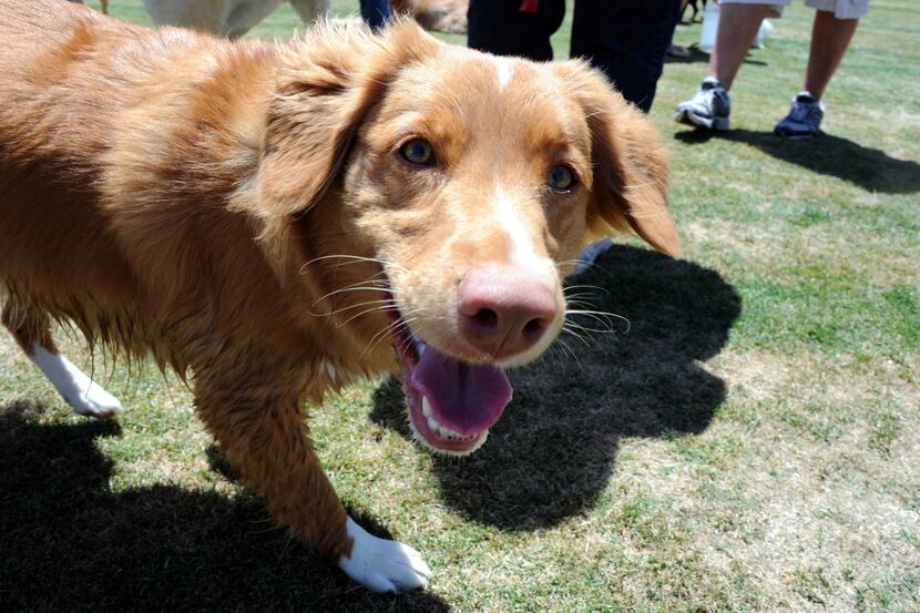 The city of Carrollton is considering several locations for a dog park, including McInnish...