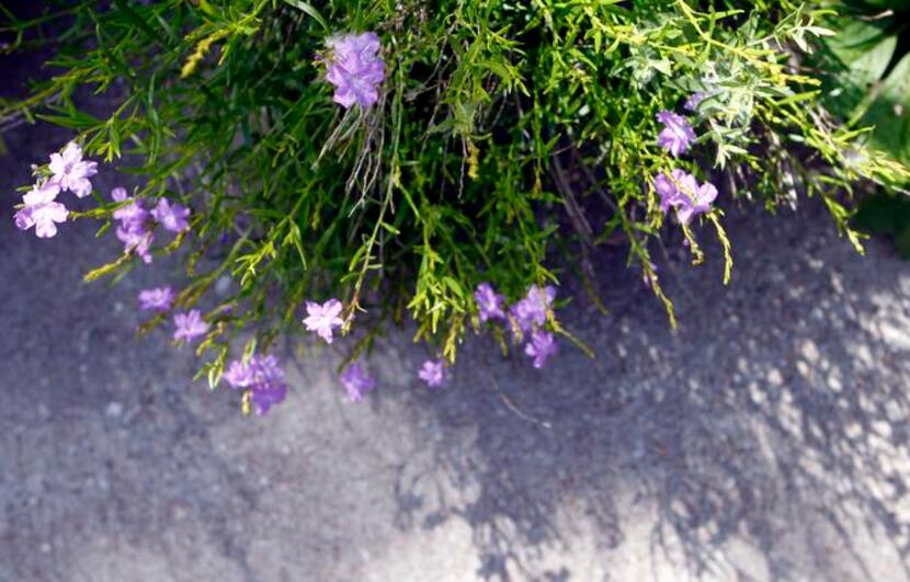 
Flaxleaf bouchea (Bouchea linifolia) blooms prolifically with beautiful bluish-purple...