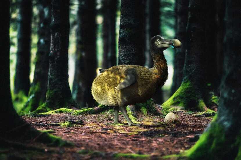 A rendering of a dodo bird, a species that went extinct in the 1600s.