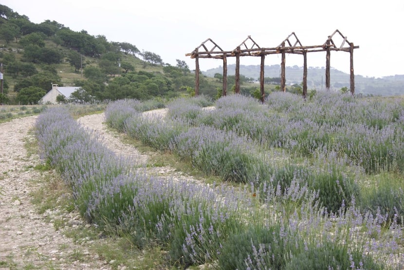 Lavender fields at Texas Lavender Hills, Blanco, Texas