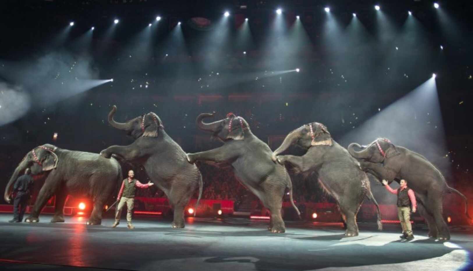 Los elefantes del circo Ringling Bros. and Barnum & Baily serán retirados hasta el 2018....