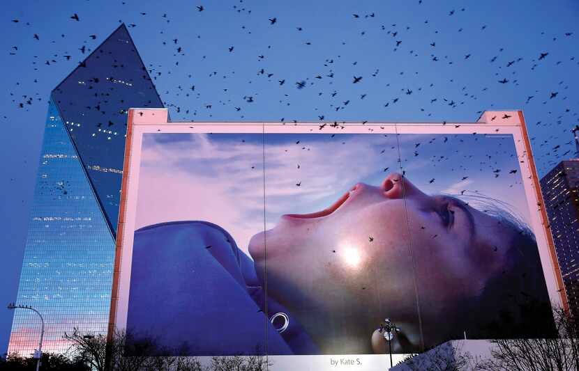 Grackles took flight on Feb. 15 near a large ad on the side of a building at Griffin Street...