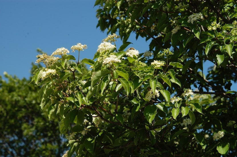 Roughleaf​ dogwood tree (Cornus drummondii) 