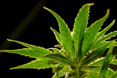 Reclassifying marijuana would be one of the Drug Enforcement Administration's biggest policy...