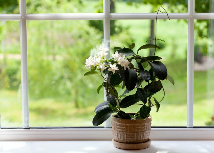 Indoor jasmine plant