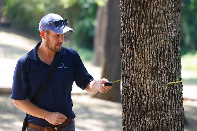 Dallas Park and Recreation certified arborist Blake Wyne demonstrates the process of...