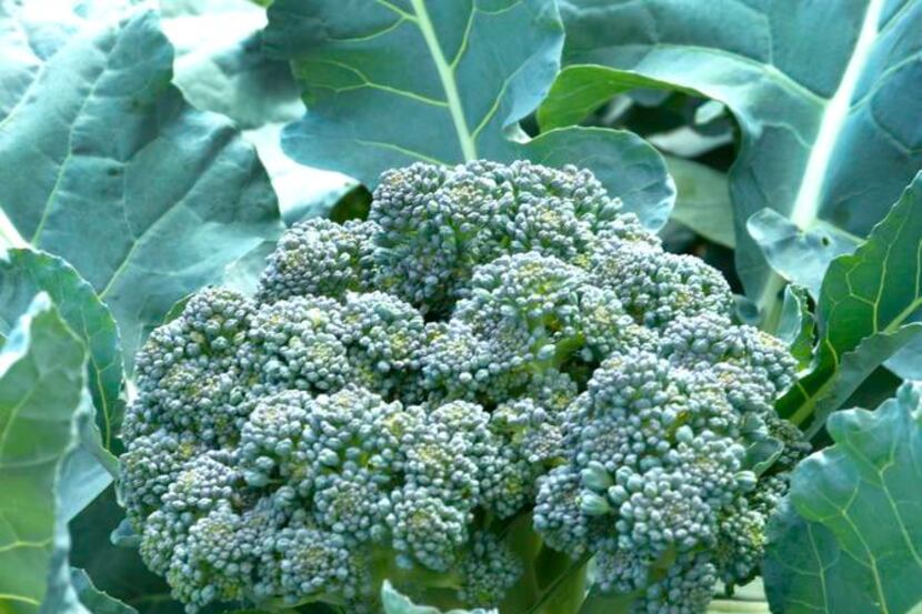 This weekend will be the best time to plant the cole crops, which include broccoli.