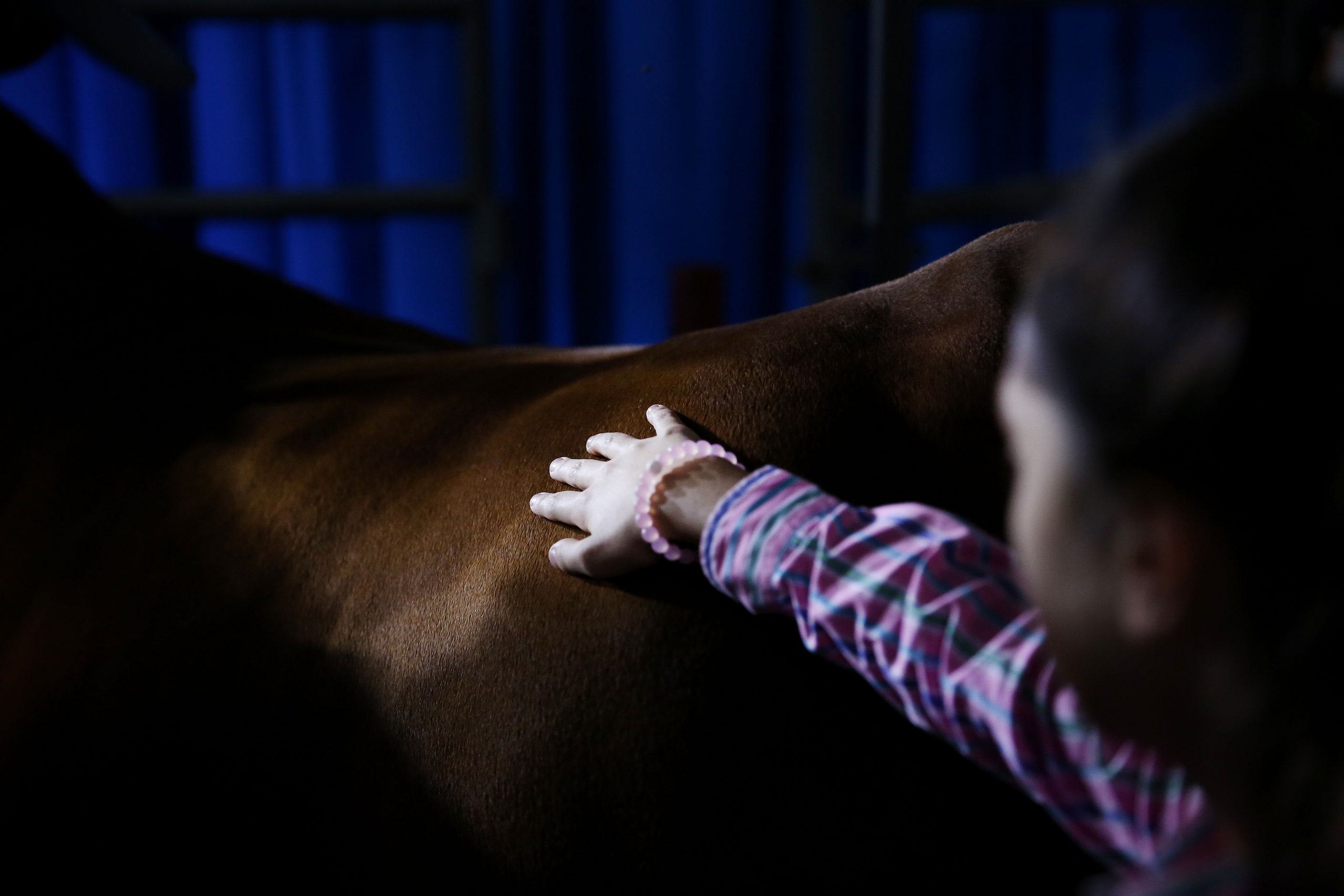 Aven Horn, 11, of Abilene, Texas, pets her brother's grand champion steer before it was...