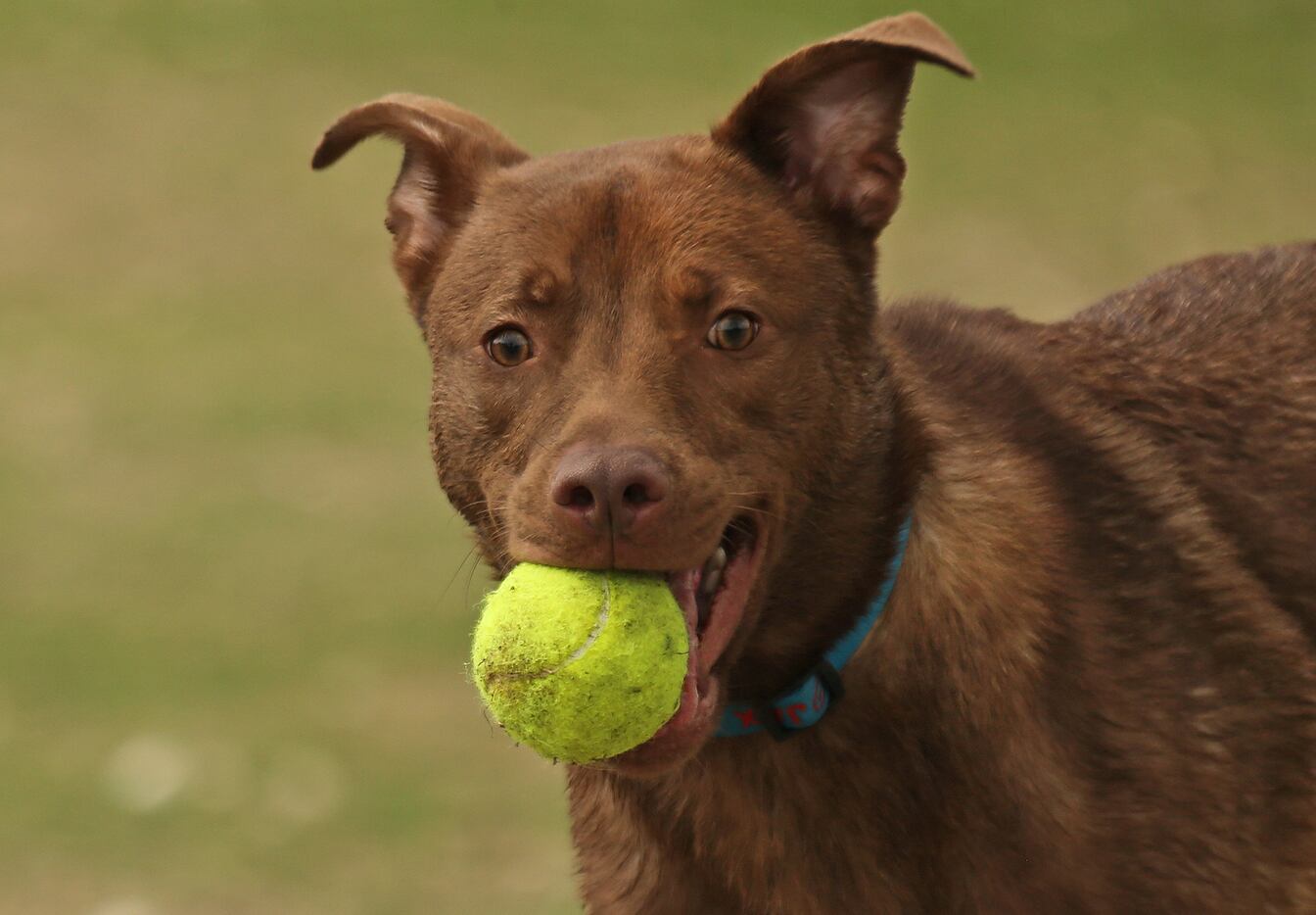 "Jax" enjoys a game of catch with his owners at NorthBark Dog Park, located near the...