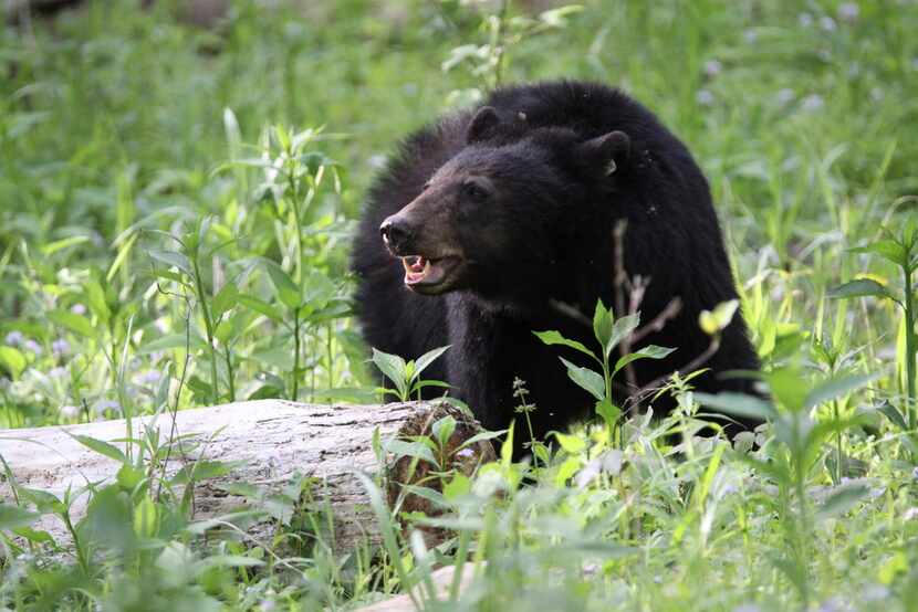 Black bear sightings are common in Great Smoky Mountains National Park.