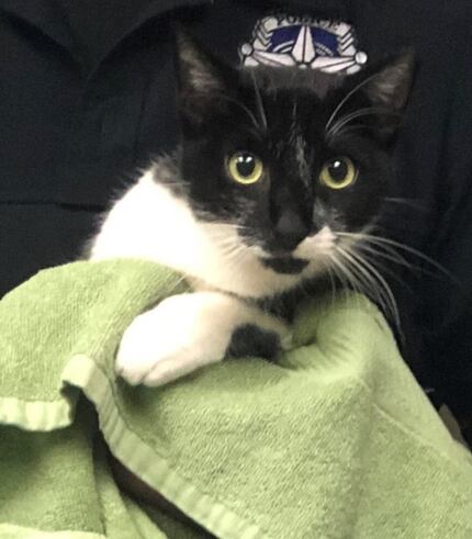 A cat was found with a gunshot wound in the 2100 block of S. Woody Road in Dallas on Oct....