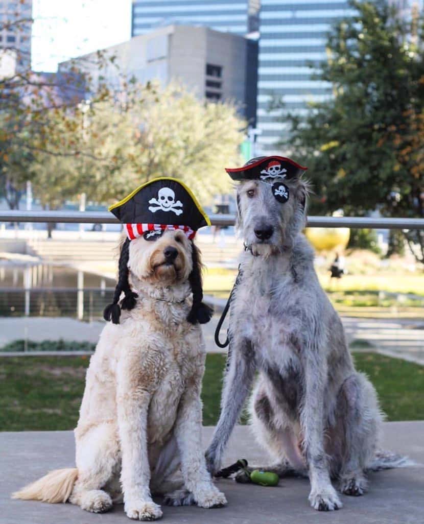 Dallas pup-lebrities Nelson the Goldendoodle (left) and Walter the Wolfhound went as pirates...