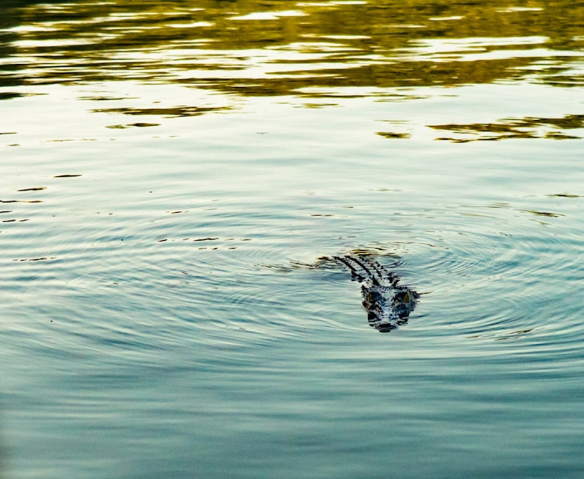 Salt water crocodiles are indigenous to the Kimberley.