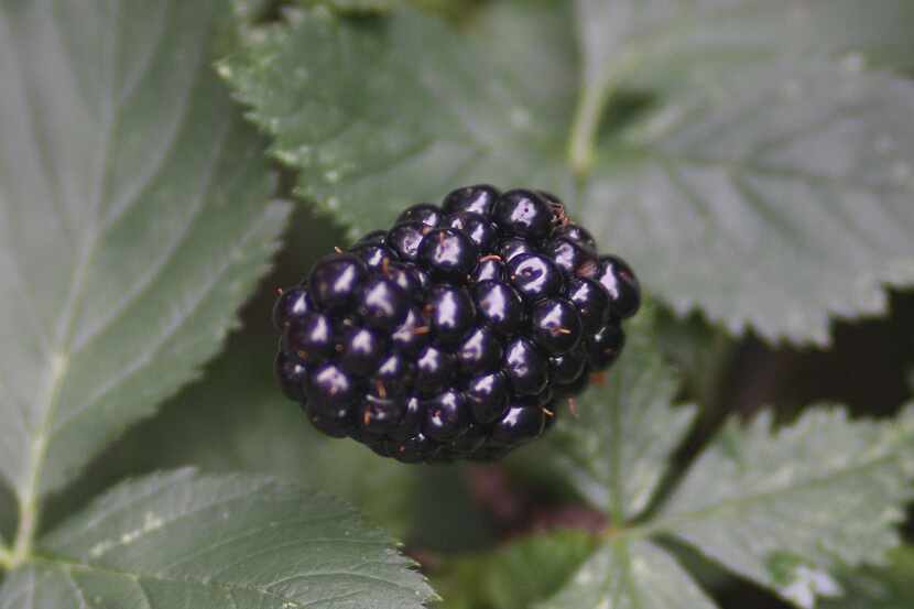 Blackberries are arguably the easiest fruit to grow in North Texas.