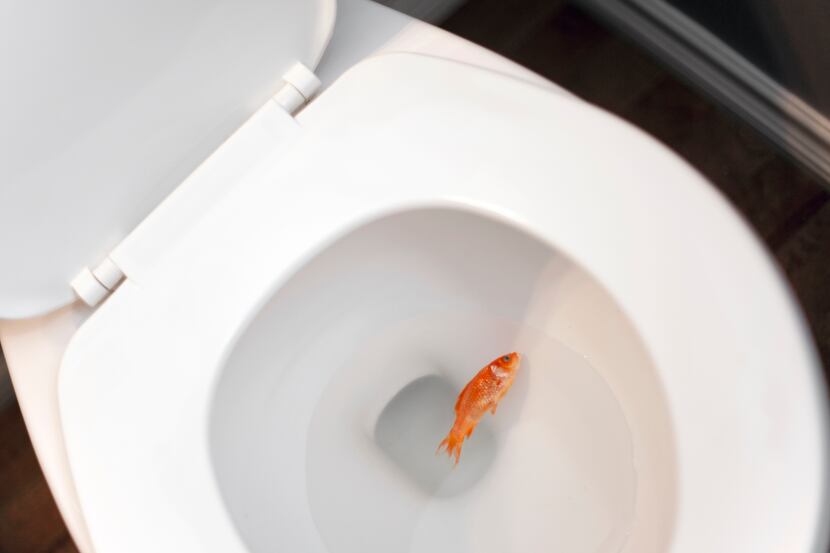 A dead gold fish in the toilet