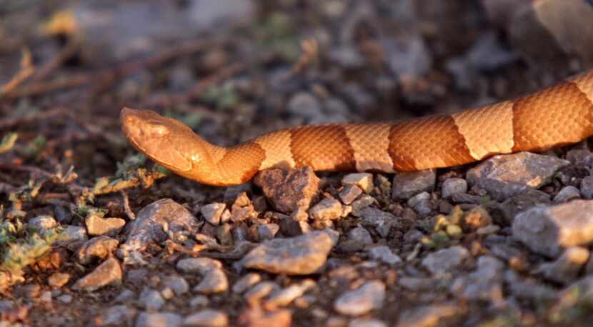 Copperheads are skilled at camouflaging themselves and hide in rocky areas and brush or...