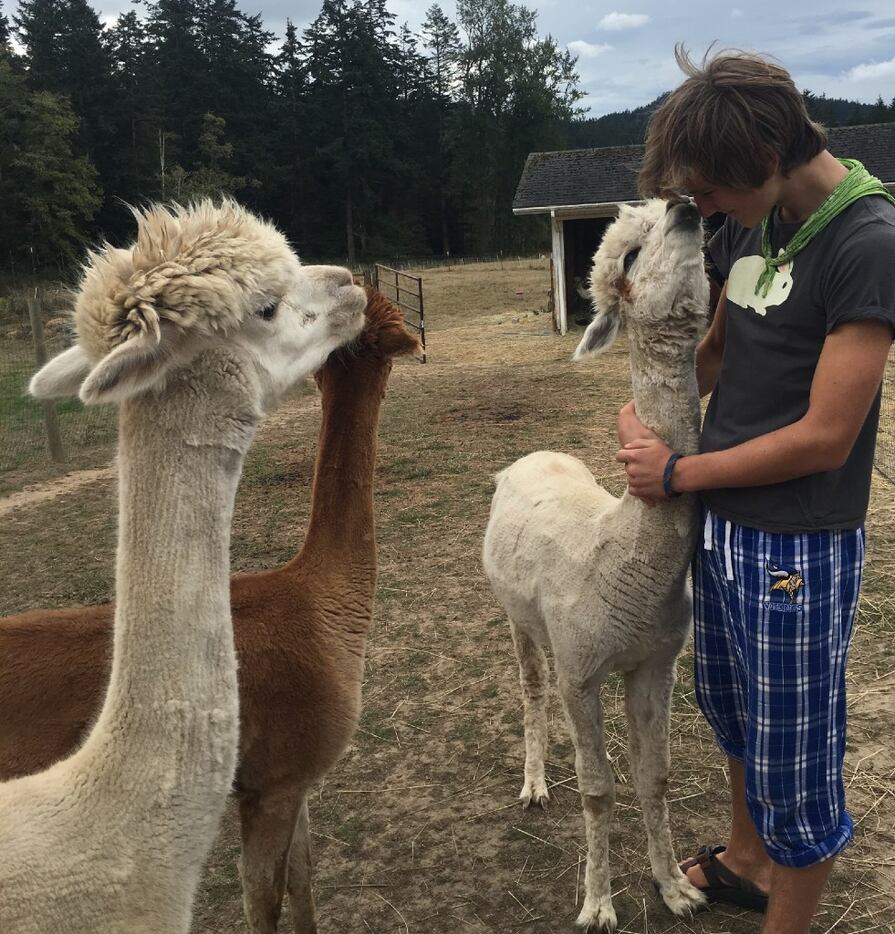 Alpacas evoke affection at Orcas Moon Alpacas. The animals' fleece is used to make gloves,...