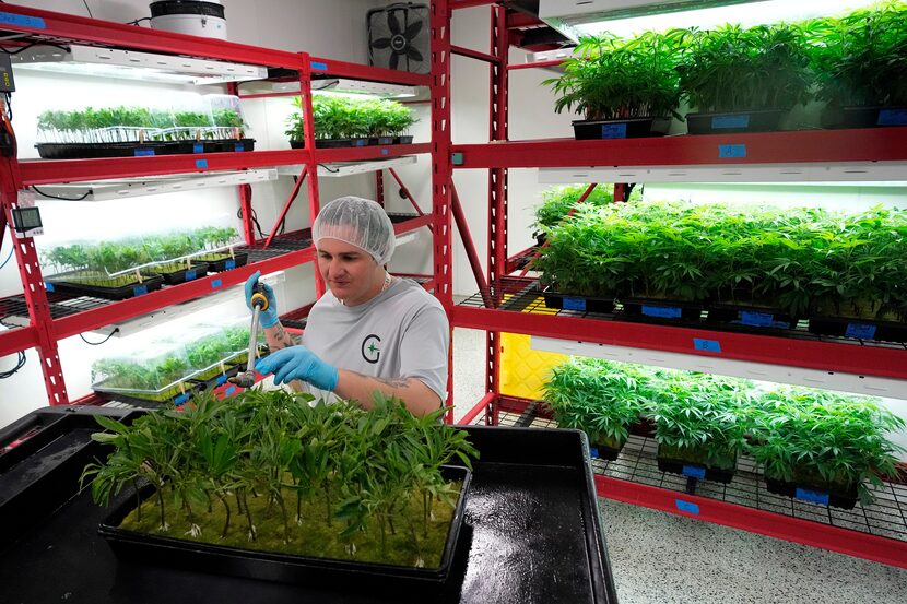 Michael Stonebarger sprays young cannabis plants with a product to repel insects at a...