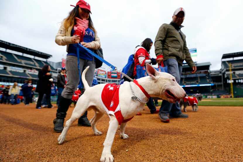 Lleva a tu perro el sábado al juego de los Texas Rangers vs. Toronto en Arlington. Foto DMN
