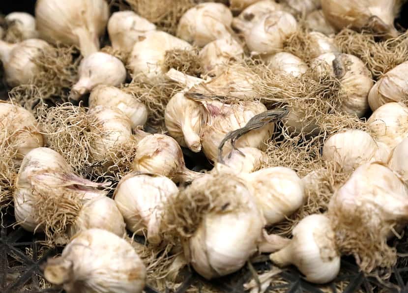 Garlic from the student farm created at UTD as part of its Eco Hub to provide fresh produce...