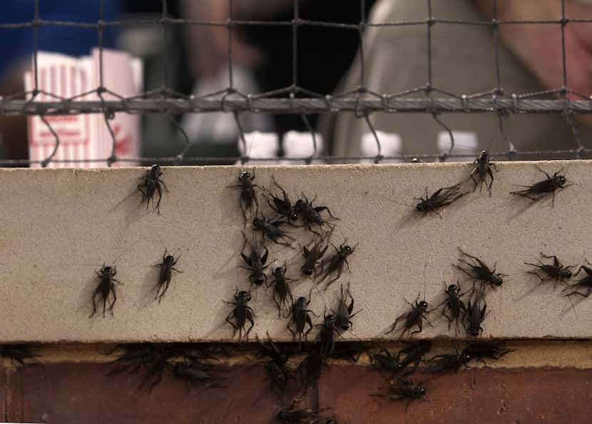 Crickets, like baseball, are a staple of Texas summers. In 2012, thousands of crickets...