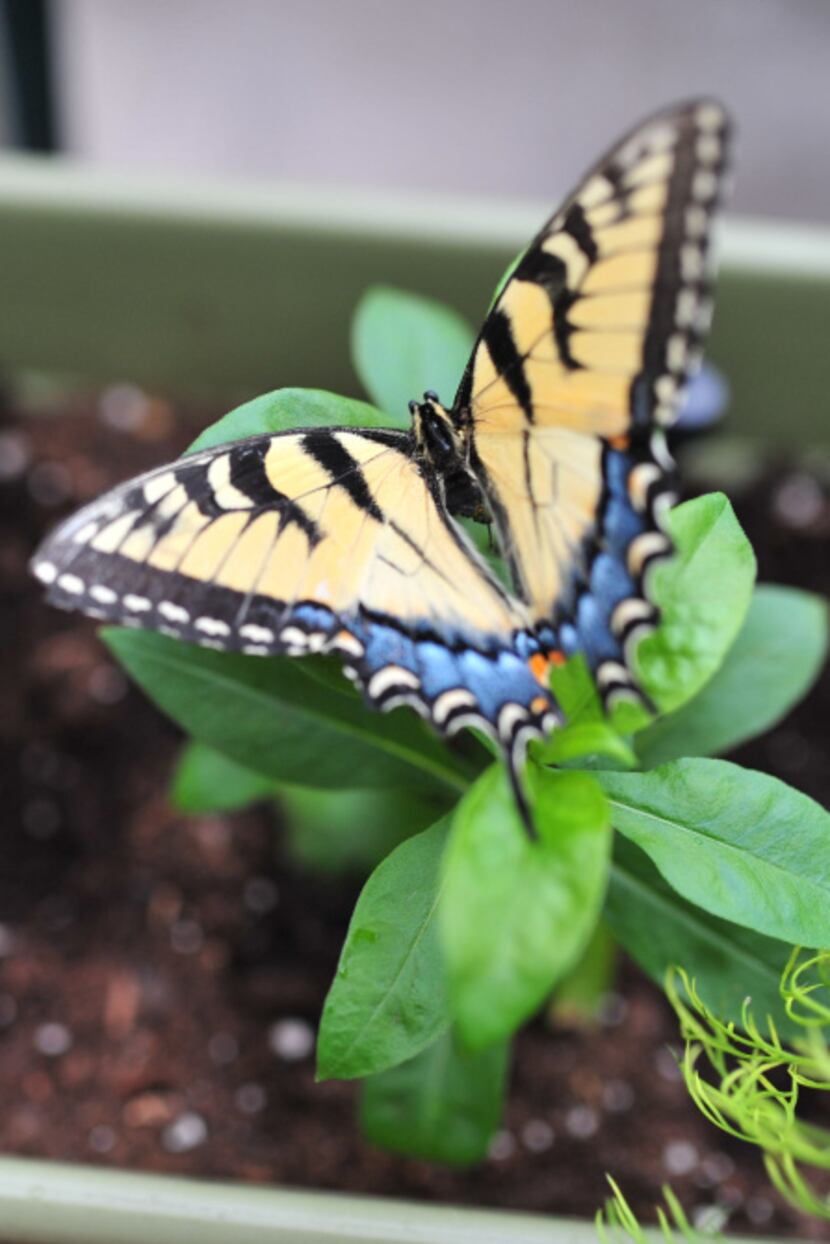 Learning takes wing in the butterfly habitat set up for Plano ISD students.