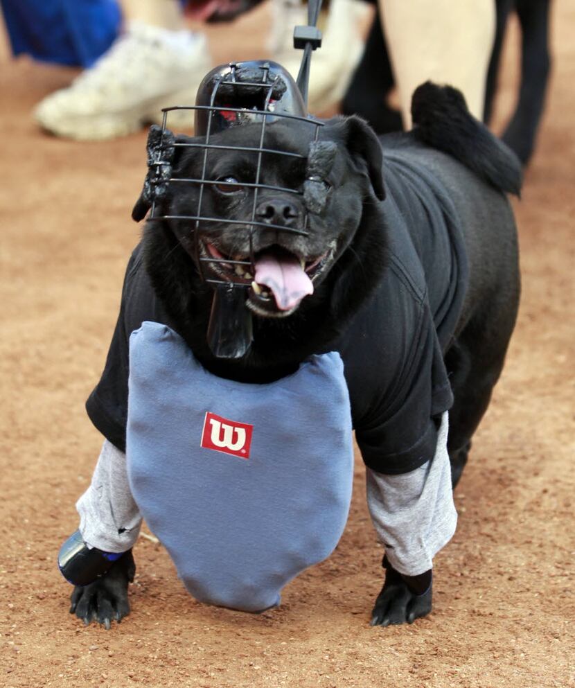 Maggie, a pug mix owned by Jessica Bulligton, dressed as an umpire during the Bark in the...