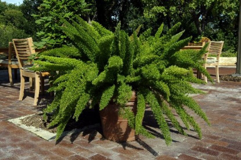 A giant asparagus fern at the Dallas Arboretum. 