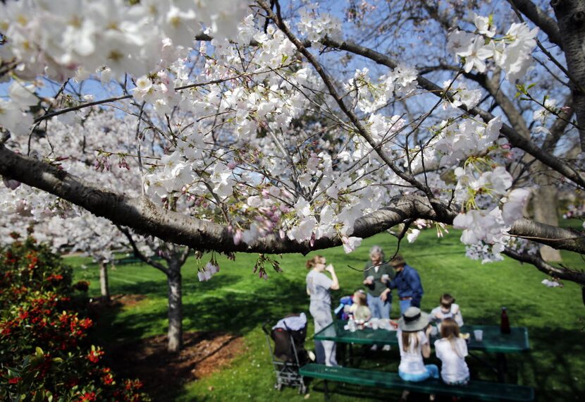 Picnics amid the blooms are always fun at the Dallas Arboretum.