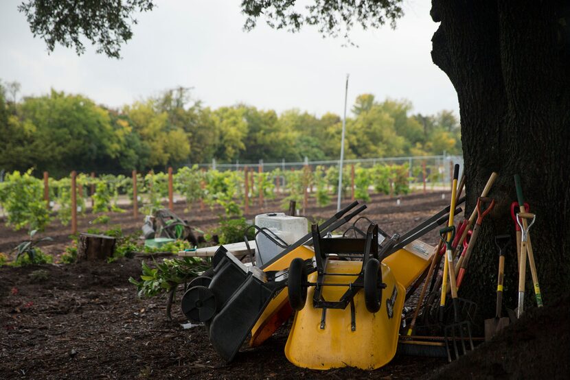 Gardening tools are stacked against a tree at the Dallas County building in Garland. The...