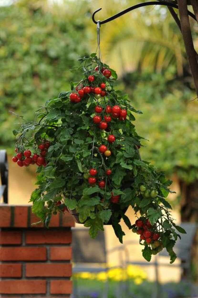 
‘Topsy Tom’ tomato was bred to grow in a hanging basket.
