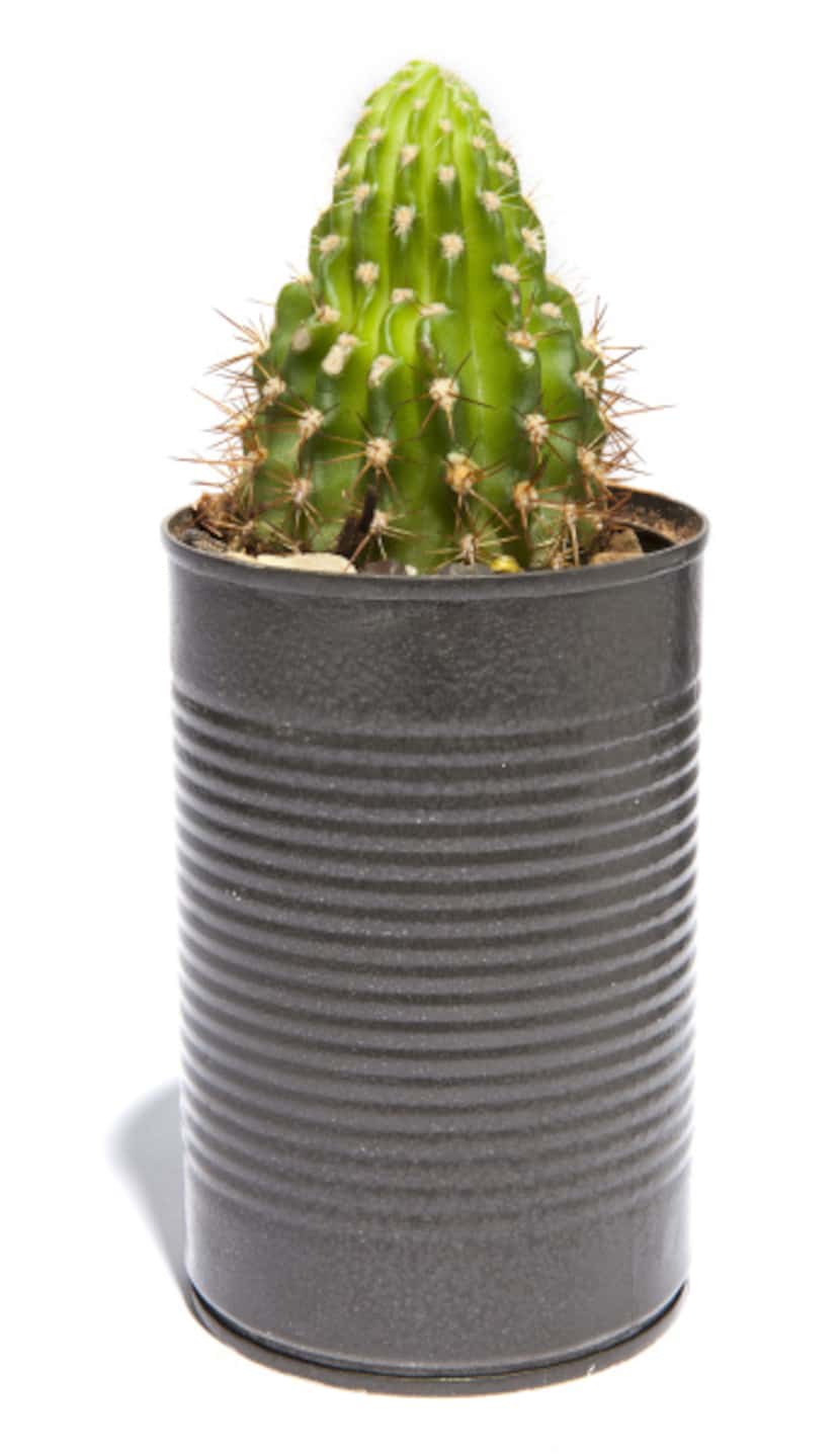 Potted cactus, $10, Second Chance Recycled & Repurposed Home Décor at Indie Genius