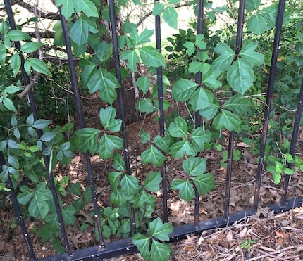 Ivy treebine is a perennial vine with green to reddish stems that are often warty.