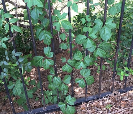 Ivy treebine is a perennial vine with green to reddish stems that are often warty.