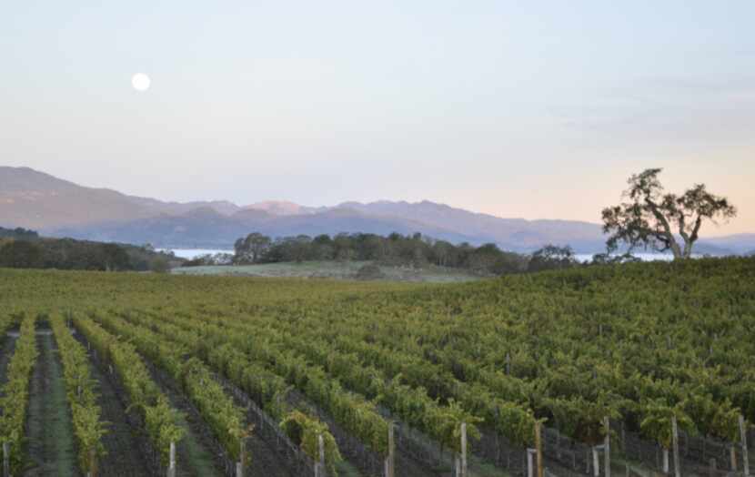 Meteor Vineyard in Coombsville, Calif., produces some of the best cabernets in Napa Valley....