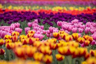 Tulips planted by Waxahachie’s Poston Gardens are in full bloom in a field behind the...