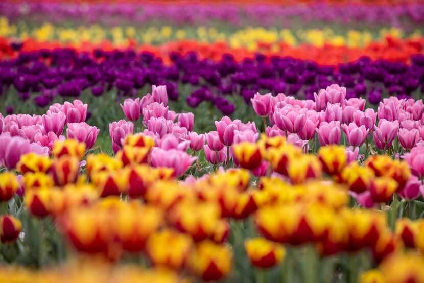Tulips planted by Waxahachie’s Poston Gardens are bursting with color in a field behind the...