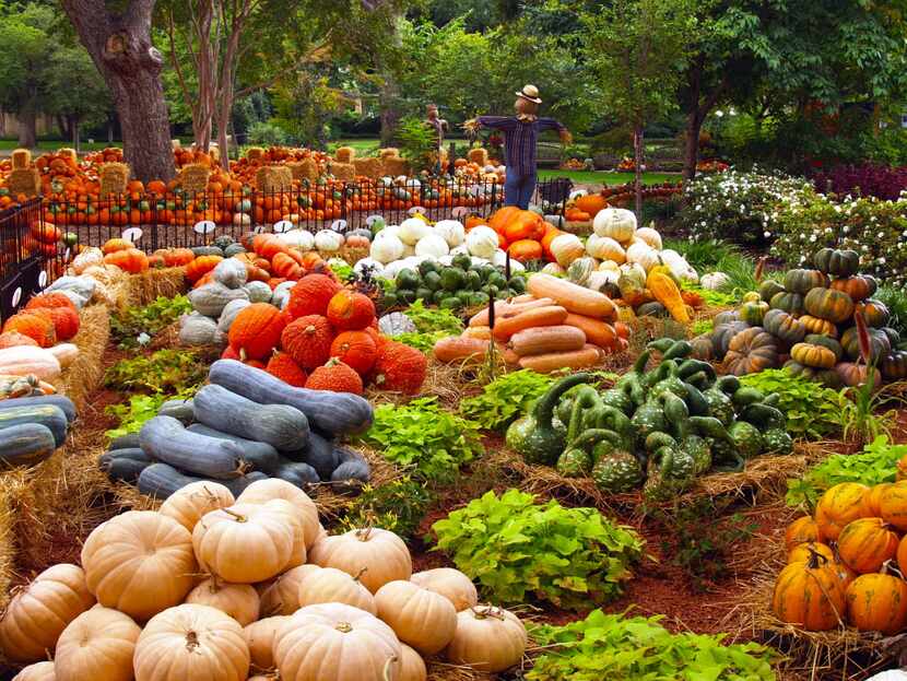 The Dallas Arboretum has 75,000 pumpkins, gourds and squash in its Pumpkin Village. Stop by...