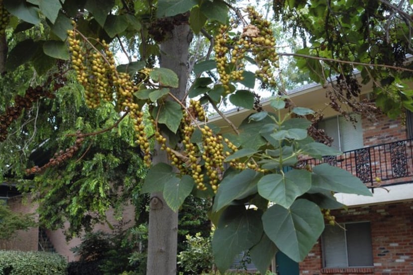 The royal paulownia or empress tree has large, heart-shaped leaves that are pretty and...