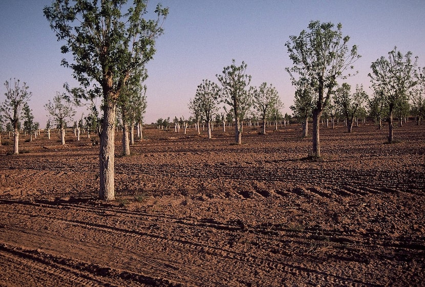 Bare soil under trees and buried root flares are two no-nos if you want to have healthy trees.