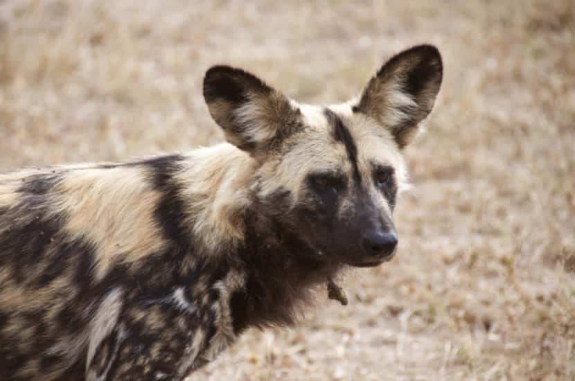 Rare African dogs also call  the HESC home.