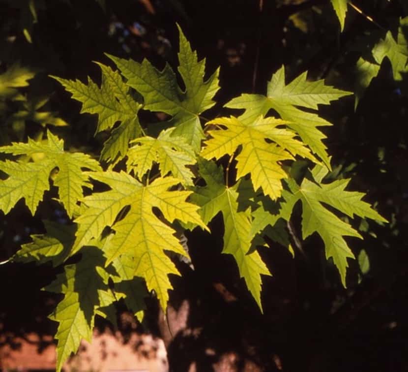Silver maple tree (Acer saccharinum) 