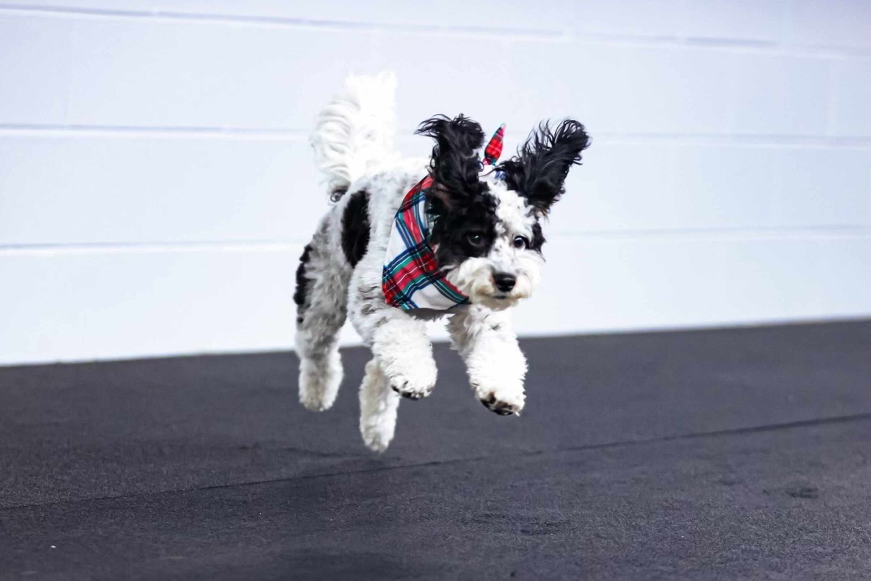 Mavericks team emotional support dog Bailey.