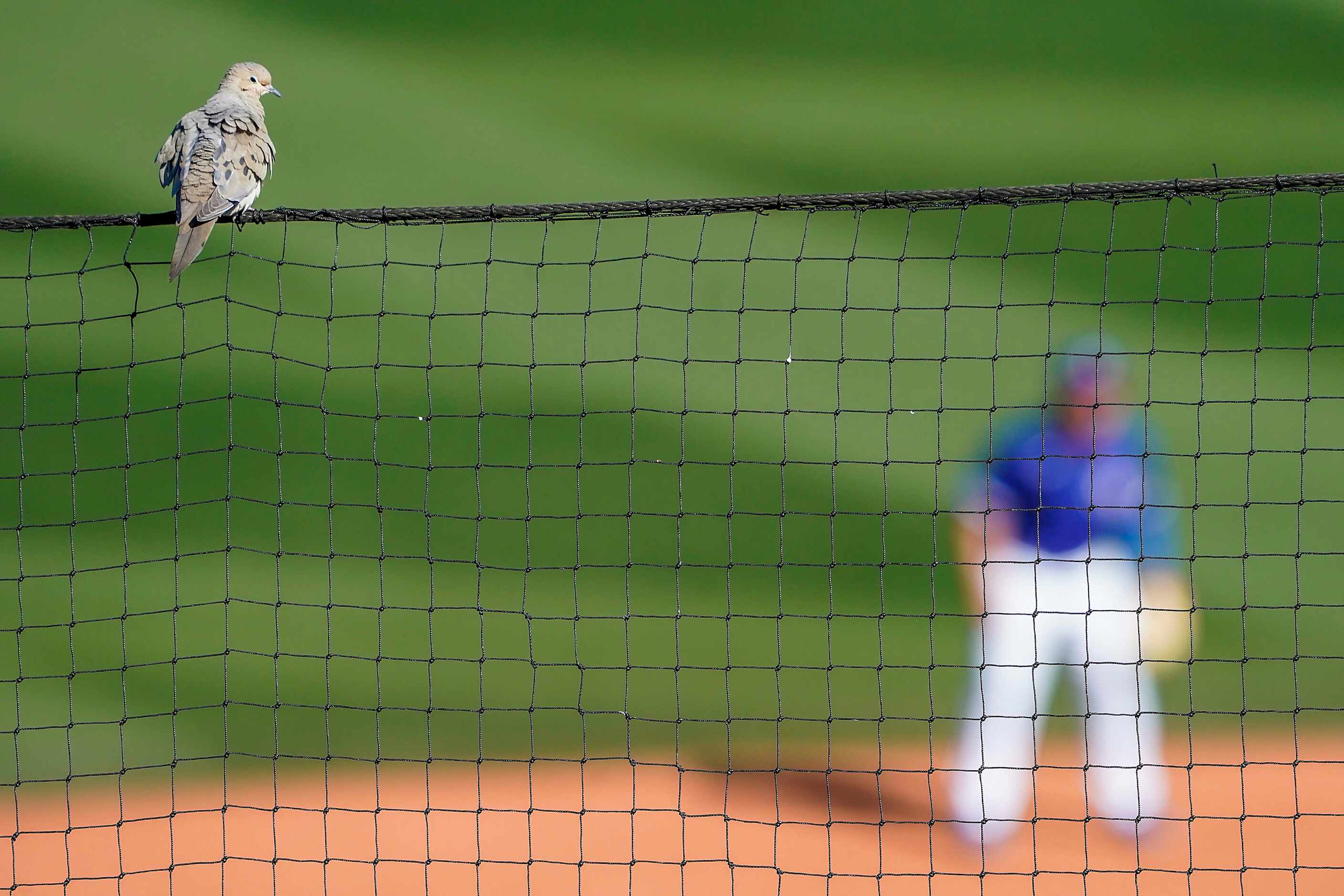 A bird sits atop the backstop netting during the sixth inning of a spring training game...