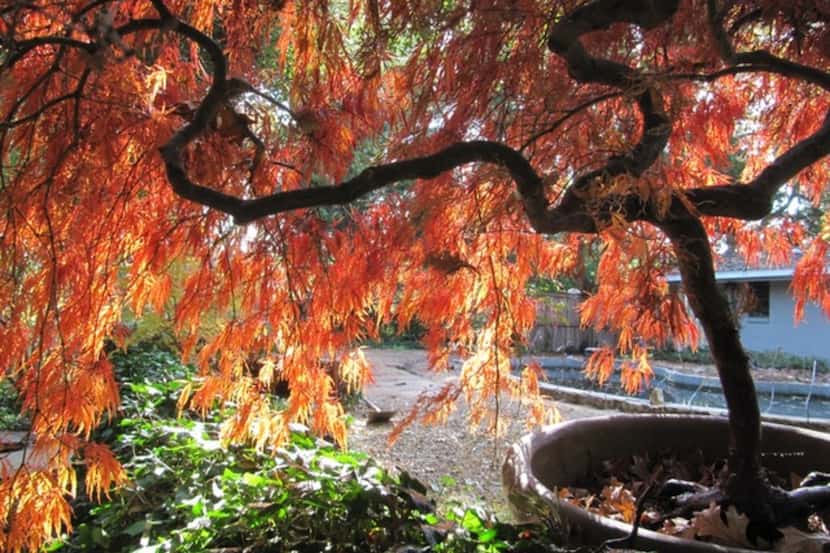 'Crimson Queen' Japanese maple tree (Acer palmatum var. dissectum) 