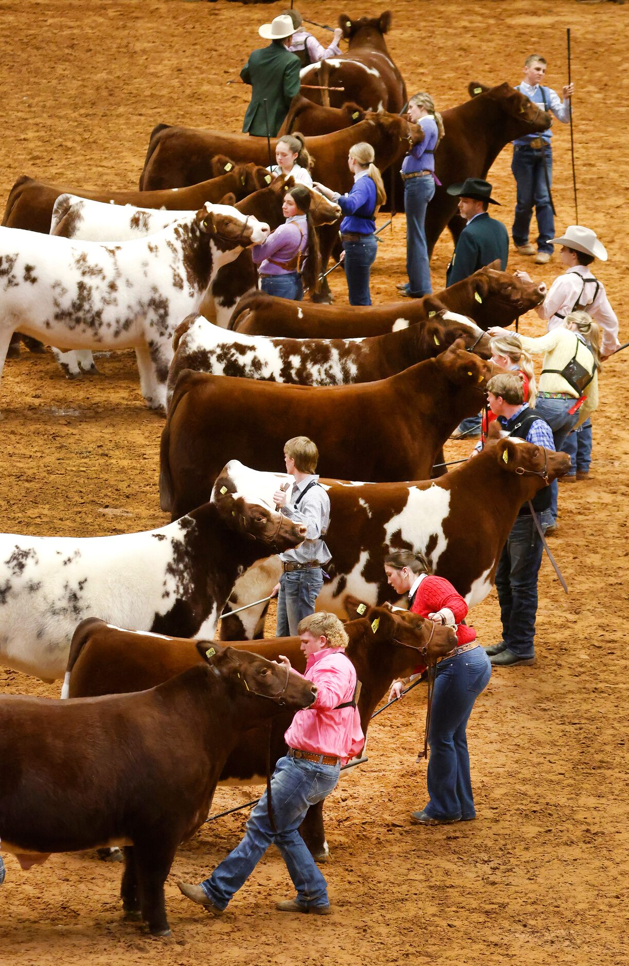 Teens show their Shorthorn steers in the heavyweight class during the Jr. Steer Show at the...